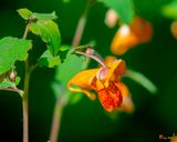 Orange Jewelweed (Impatiens capensis) (DFL1270)