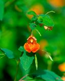 Orange Jewelweed (Impatiens capensis) (DFL1272)