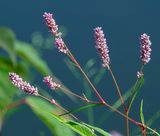 Dense-flowered Smartweed (Persicaria glabra) (DFL1273)