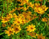 Tickseed Sunflowers (Bidens aristosa) (DFL1276)
