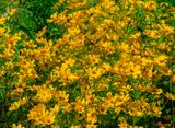 Tickseed Sunflowers (Bidens aristosa) (DFL1277)