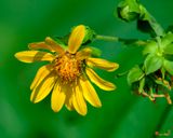 Large-flowered Leafcup or Bears Foot (Polymnia uvedalia) (DFL1278)