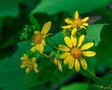 Large-flowered Leafcup or Bears Foot (Polymnia uvedalia) (DFL1279)