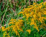 Rough-stemmed Goldenrod (Solidago rugosa) (DFL1281)