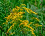 Rough-stemmed Goldenrod (Solidago rugosa) (DFL1283)