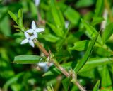 Virginia Buttonweed or Buttonweed (Diodia virginiana) (DFL1287)