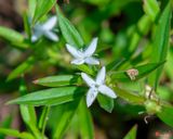 Virginia Buttonweed or Buttonweed (Diodia virginiana) (DFL1288)