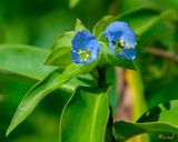 Virginia Dayflower (Commelina virginica) (DFL1293)