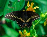 Black Swallowtail (Papilio polexenes) (DIN0373)