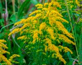 Rough-stemmed Goldenrod, Rough-leaf Goldenrod or Wrinkle-leaf Goldenrod (Solidago rugosa) (DFL1301)