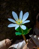 Bloodroot (Sanguinaria canadensis) (DFL1306)