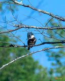 Female Belted Kingfisher (Megaceryle alcyon) (DSB0404)