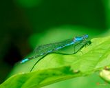 Blue-tipped Dancer Male 