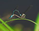 Blue-tipped Dancer Damselflies  Mating (Argia tibialis) (DIN0244)