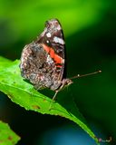 Red Admiral Butterfly (Vanessa atalanta) (DIN0378)