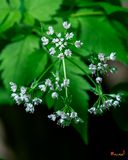 Sweet Cicely or Hairy Sweet Cicely (Osmorhiza clatonii) (DFL1326)