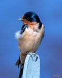 Male Barn Swallow (Hirundo rustica) (DSB0409)