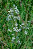 Foxglove Beardtongue (Penstemon digitalis) (DFL1333)