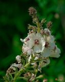 Moth Mullein or White Moth Mullein (Verbascum blatteria) (DSMF0126)