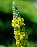 Common Mullein, Great Mullein, or Woolly Mullein (Verbascum thapsus) (DSMF0081)