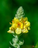 Common Mullein, Great Mullein, or Woolly Mullein (Verbascum thapsus) (DFL1330)