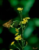 Hairy Hawkweed  (Hieracium gronovii) (DSMF0155)