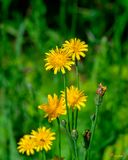 Northern Hawkweed (Hieracium umbellatum) (DFL1334)