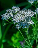 Common Yarrow (Achillea millefolium) (DFL1335)