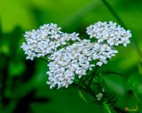 Common Yarrow (Achillea millefolium) (DFL1337)