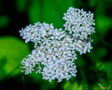 Common Yarrow (Achillea millefolium) (DFL1338)