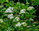 Roughleaf Dogwood (Cornus drummondii) (DFL1346)