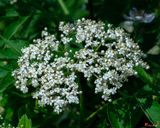 American Elderberry (Sambucus canadensis) (DFL1347)