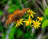 Golden Ragwort (Packera aurea) (DFL1354)