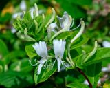 Japanese Honeysuckle (Lonicera japonica) (DFL1355)