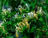 Japanese Honeysuckle (Lonicera japonica) (DFL1356)