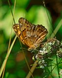 Variegated Fritillary Butterfly (Euptoieta claudia) (DIN0086)