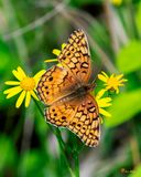 Variegated Fritillary Butterfly (Euptoieta claudia) (DIN0383)