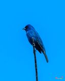 Indigo Bunting (Passerina cyanea) (DSB0410)