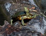 Red-eared Slider (Trachemys scripta elegans) (DAR058)