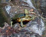 Red-eared Slider (Trachemys scripta elegans) (DAR059)