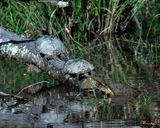 Red-eared Sliders (Trachemys scripta elegans) (DAR060)