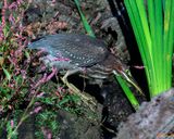 Green Heron (Butorides virescens) (DMSB0242)