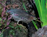 Green Heron (Butorides virescens) (DMSB0243)