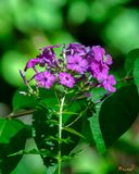Summer Phlox, Garden Phlox, Panicled Phlox or Perennial Phlox (Phlox paniculata) (DFL1366)