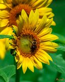 American Bumblebee (Bombus pensylvanicus) (DIN0385)