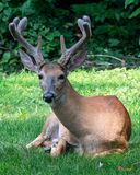 White-tailed Deer Buck with Velvet Antlers (Odocoileus virginianus) (DMAM0060)