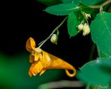 Orange Jewelweed (Impatiens capensis) (DFL1376)