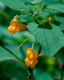 Orange Jewelweed (Impatiens capensis) (DFL1378)