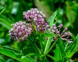 Swamp Milkweed, Rose Milkweed, Swamp Silkweed, or White Indian Hemp (Asclepias incarnata) (DFL1381)