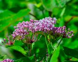 Swamp Milkweed, Rose Milkweed, Swamp Silkweed, or White Indian Hemp (Asclepias incarnata) (DFL1382)
